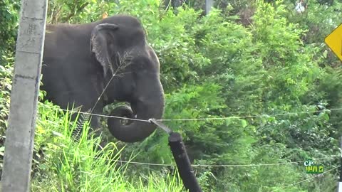 Wild elephant breaks electric fence and cross road.