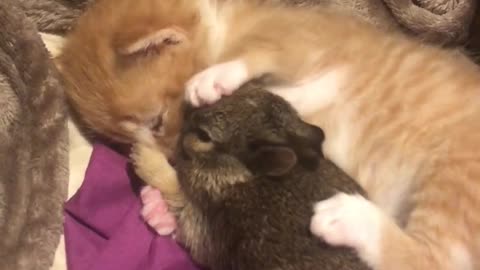 Cute Kitten Cuddles Bunny