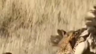 cheetah chasing ostrich #shorts #cheetahvsostrich