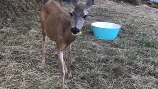 Mama deer and babies