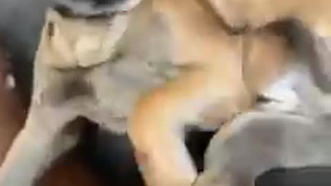 Precious Dog Having Fun Time Fighting With His Leg