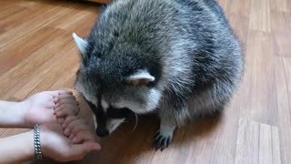 Raccoon is looking for something in his brother's hand.