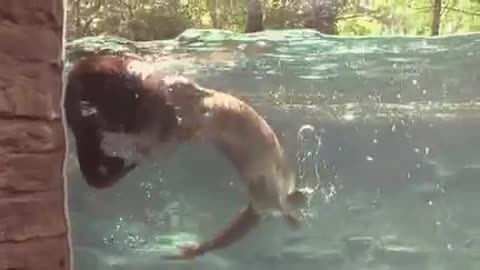Cute River Otters - Cincinnati Zoo