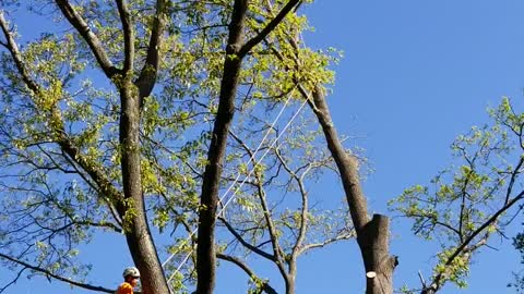 Trimming our trees