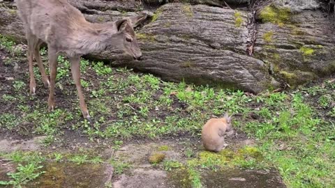Fawn listens to human's advice to be gentle to bunny rabbit!!