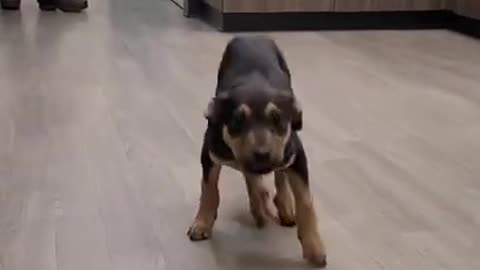 Crazy Dog Dancing