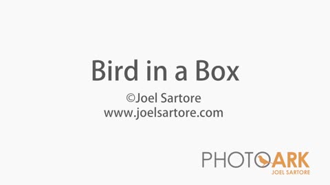 Bird in box :american oystercatcher