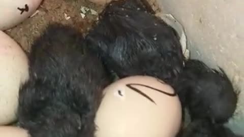 Kadaknath egg hatching video most rear seen