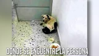 la perrita que esperó en un aeropuerto 30 días al dueño que NUNCA volvió