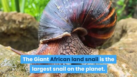 Amazing facts about snails