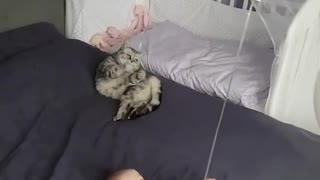 Cat And Baby Both Have Fun Playing With Balloons