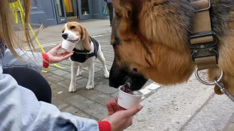 Coco the Beagle with Kayko on a Pupcup date