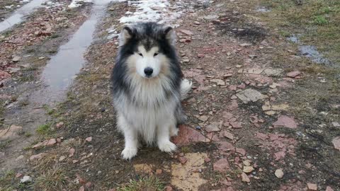 Dog playing husky