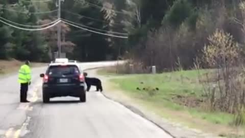 Cop Stumped When Bear Refuses To Move, Looks Closer And Acts Fast