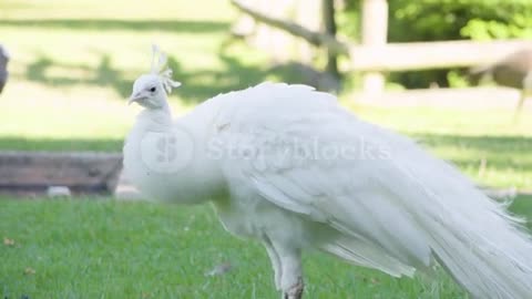 White peacocks Wow its beautiful 💞💞