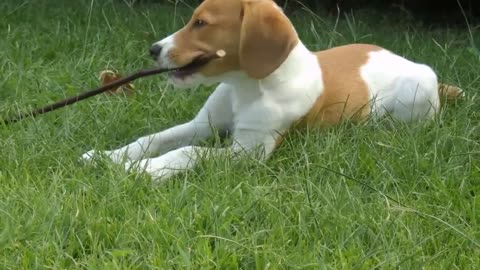 Sweet and Young Beagle Snoopy Playing With Stick