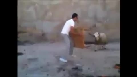 Goat shows man who is boss