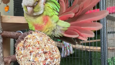 Rio the Cinnamon Conure Massages His Head with Tail Feather