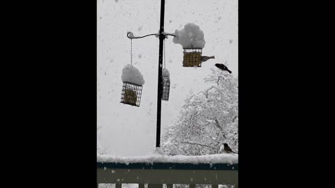 Birds Feed in Falling Snow