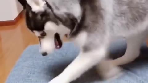 Husky the coolest dog