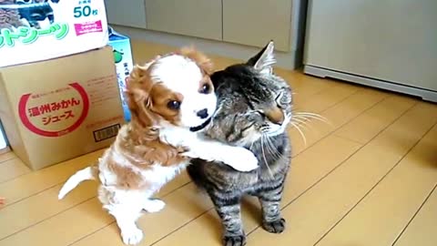 A puppy playing with a cat