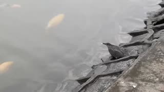 Smart Bird Uses Bread as Bait to Catch Fish