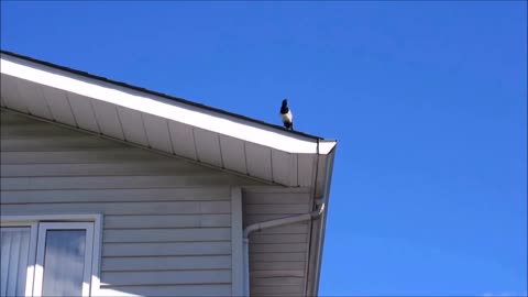 I saw this strange bird on the roof of my house, what do you think it is?