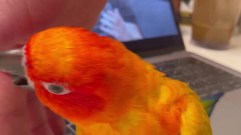 Parrot goes from sour to sweet