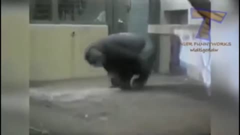 This dance move of chimpanzee is amazing