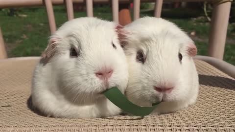Guinea Pigs Tug of War With Blade of Grass