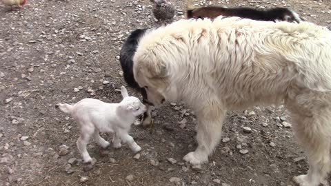 Baby goat meets big dogs