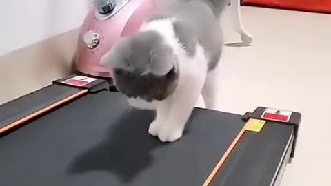 Cats who like to exercise