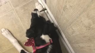 Puppy ecstatically plays with springy door stop