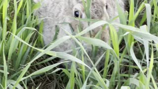 Rabbit is among grass in big golf playground