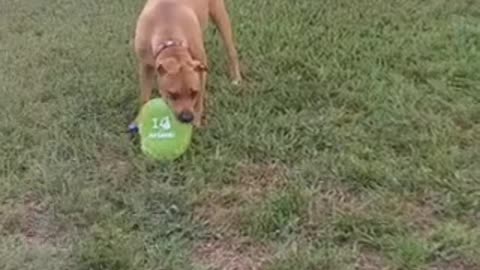 Outdoor Dog Training.