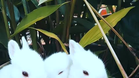 Rabbit resting on a bowl of a cute little bunny plant that is feeding
