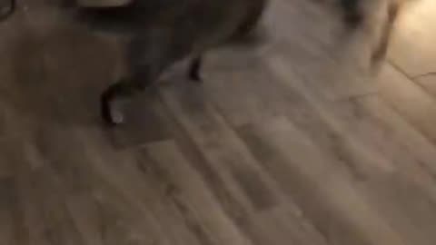 Cute cat vs dog funny fighting seen 😅😅