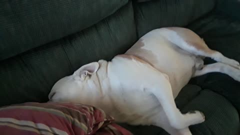 Life of a American Bulldog, snorring away in Dreamland.