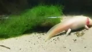 Fish enjoy