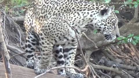 Scared Cat.!! Jaguar Get Chased Out By Giant Otter