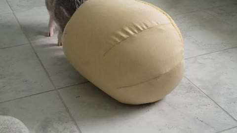 Rex the Mini Pig gets stuck in his bed