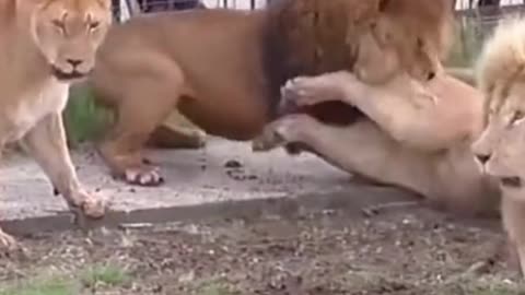 Many Wild Lion Vs Tiger Fights At Zoo | #trendy