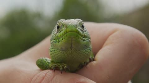 Wildlife Nature Lizard Close Up. Reptile. Reptile Eye. Lizard, gecko baby lizard in hand