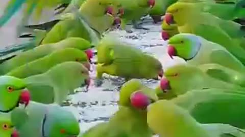 Most Beautiful birds