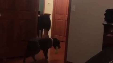 This weirdo dog will only enter the room backwards