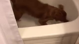 Music brown dog moving quickly in bathtub