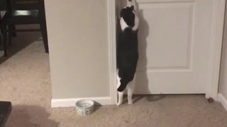 Closed Door Can't Stop Cat