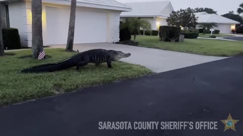 Huge Alligator Takes an Easter Stroll Through Florida Neighborhood
