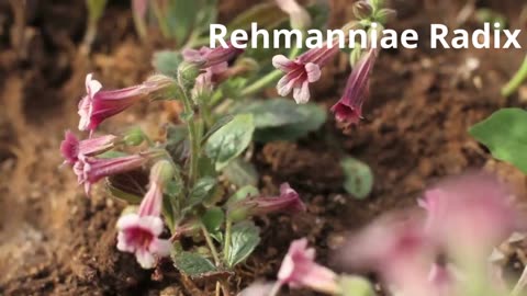 Rehmanniae Radix