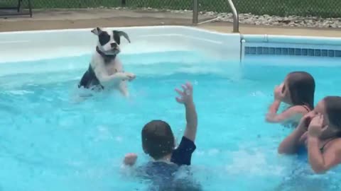 Perro imita a niños en la piscina y aprender a salpicar